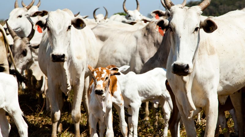 Quantidade de gado diminui e produção aumenta na agropecuária, mostra IBGE