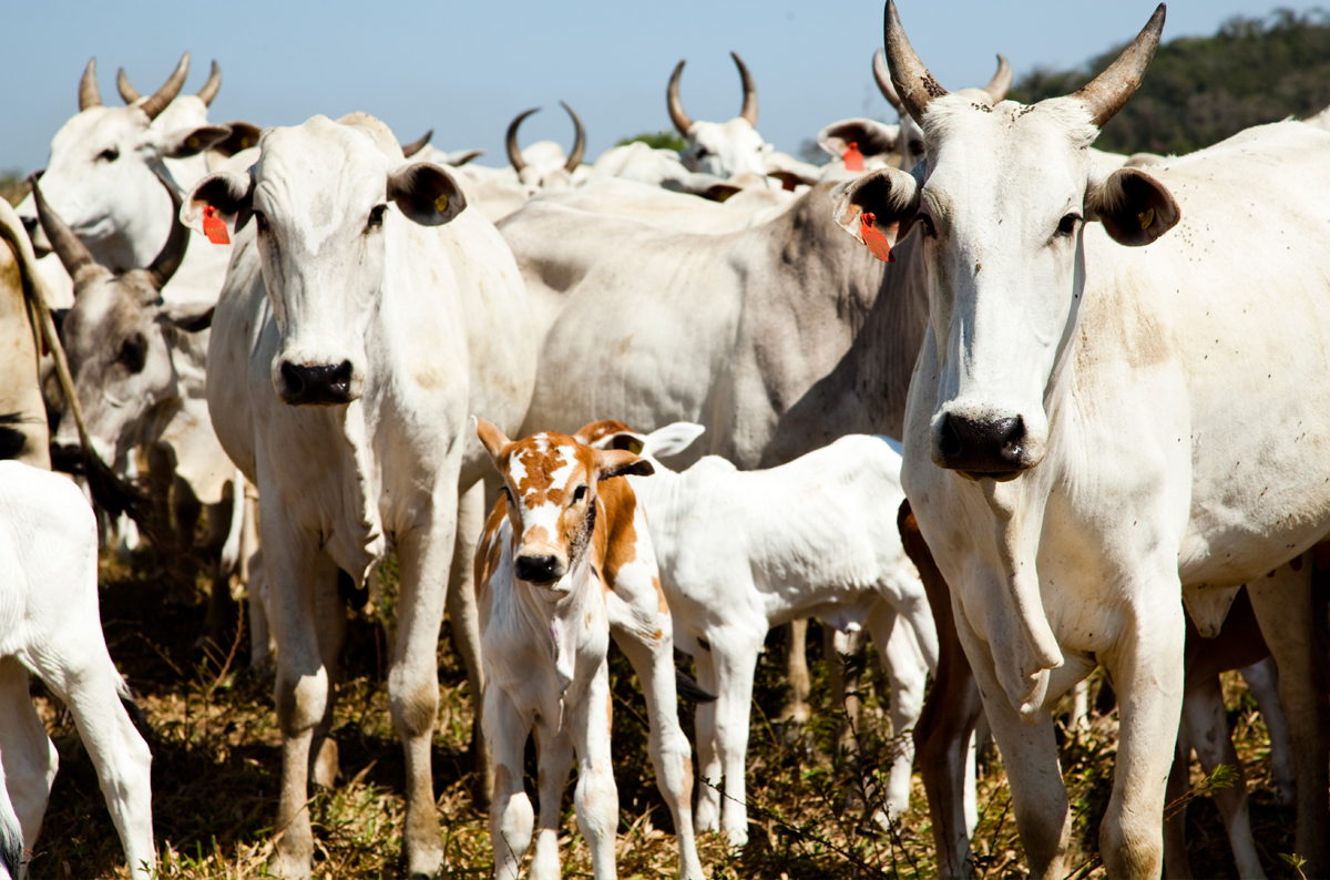 Quantidade de gado diminui e produção aumenta na agropecuária, mostra IBGE