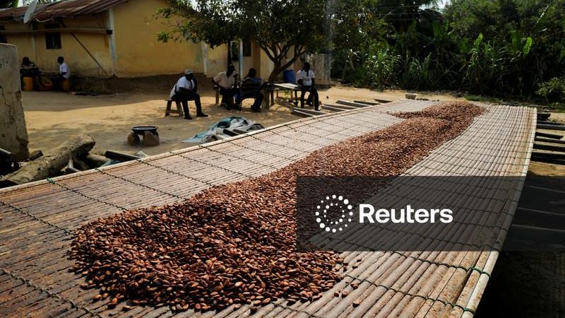 Cacau acumula queda de 11% na semana em Nova York; açúcar tem a menor cotação em 3 semanas