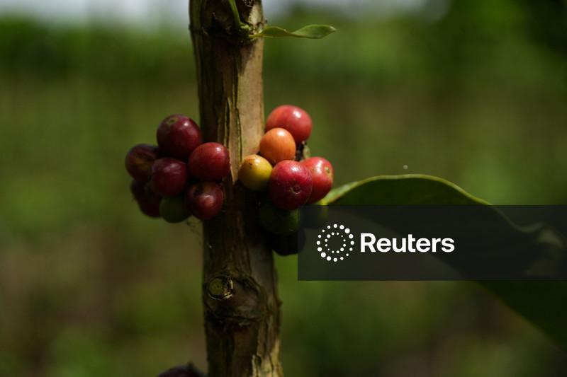 StoneX eleva previsão de safra de café 26/27 do Brasil e vê situação favorável para 27/28