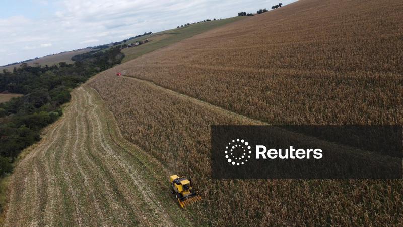 Estoques de milho dos EUA sobem 35% em relação ao ano anterior, diz USDA