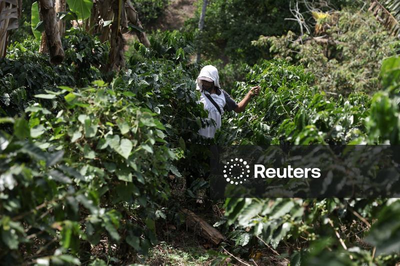 Café arábica atinge nova mínima em 5 semanas; açúcar recua após máxima em 16 meses
