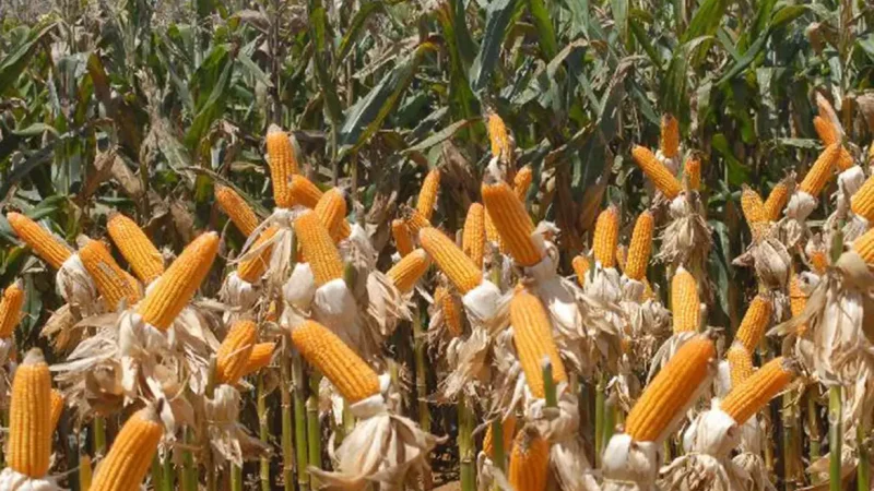 Conab compra mais de 190 mil toneladas de milho para estoques de venda em balcão