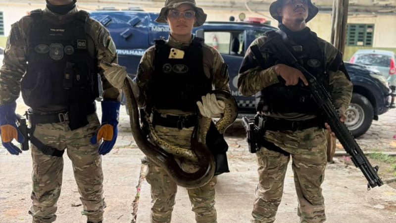 Guarda Municipal de Manaus resgata sucuri em situação de maus-tratos na zona Norte