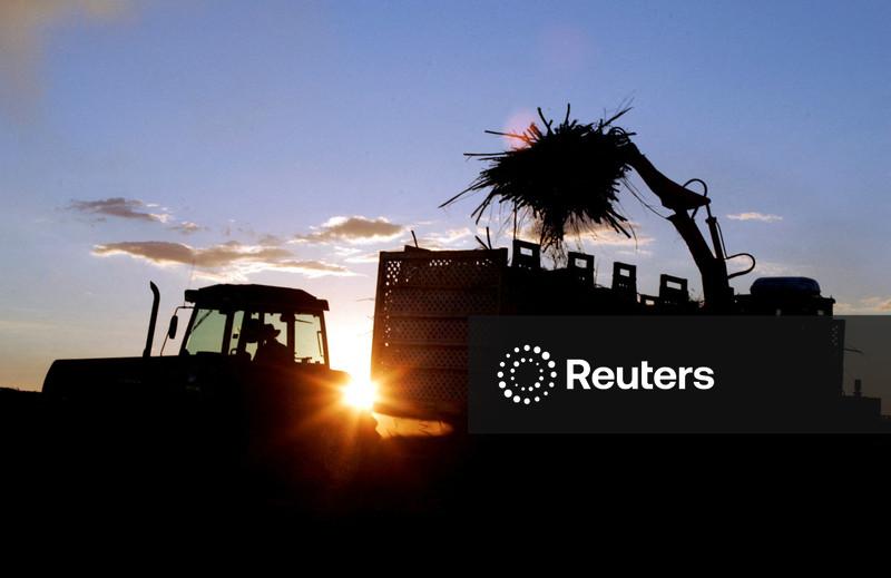 Açúcar bruto cai mais de 3% após atingir máxima em 19 meses; café também registra queda
