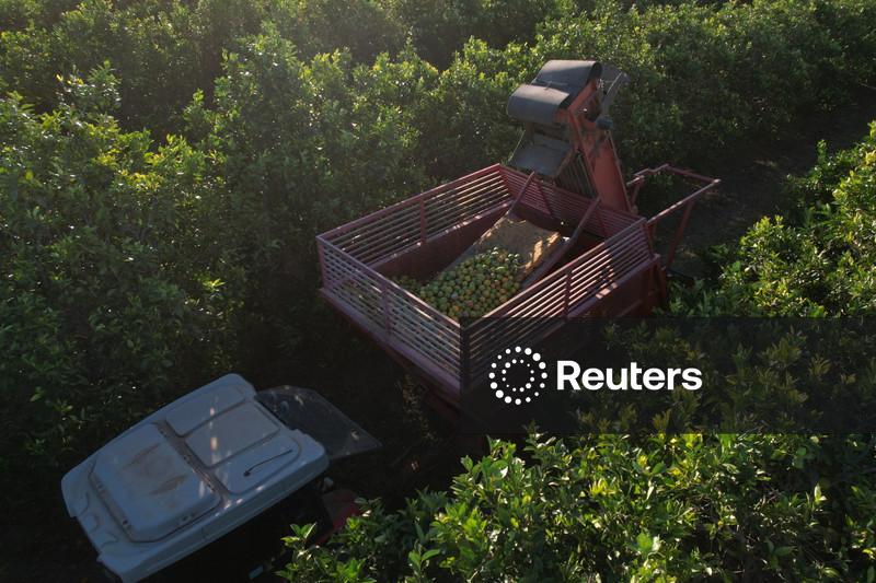 Exportação de suco de laranja do Brasil cresce quase 10% no 1º tri da safra 26/27, diz CitrusBR