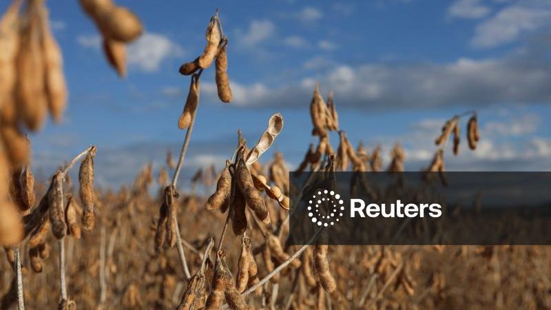 Safra de soja do Brasil poderia cair a 163,6 mi t em cenário de perdas por El Niño, diz Serasa