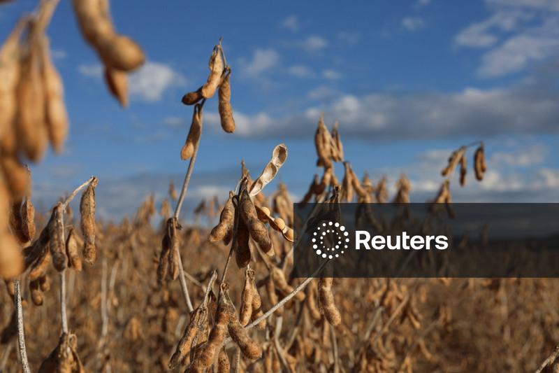 Safra de soja do Brasil poderia cair a 163,6 mi t em cenário de perdas por El Niño, diz Serasa