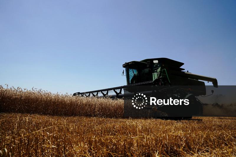Geadas tardias causam perdas de até 15% em algumas áreas de trigo na Argentina, diz bolsa