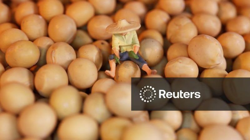 Soja atinge mínima de sete semanas; milho cai com clima seco favorecendo colheita