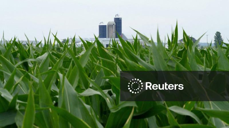 Aumento dos estoques de milho nos EUA alimenta dúvidas sobre dados para ração do USDA