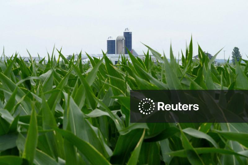 Aumento dos estoques de milho nos EUA alimenta dúvidas sobre dados para ração do USDA
