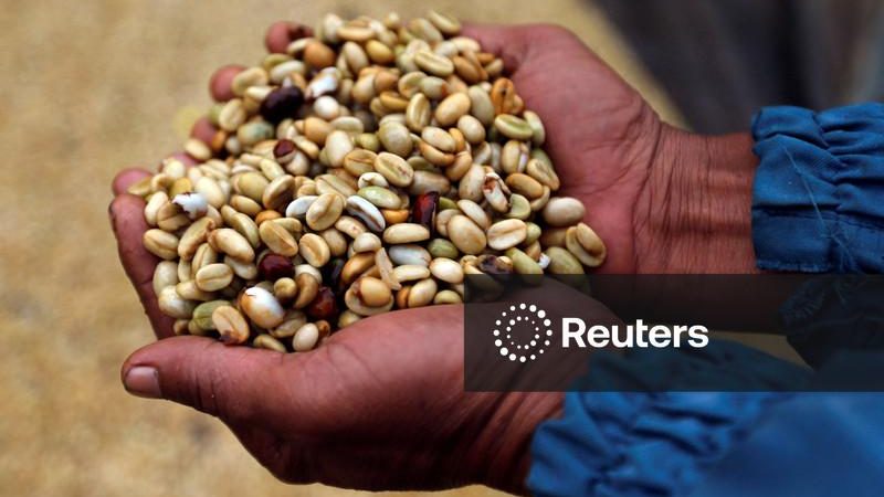 Preço do café atinge mínimas de mais de 2 semanas com melhora na perspectiva de oferta