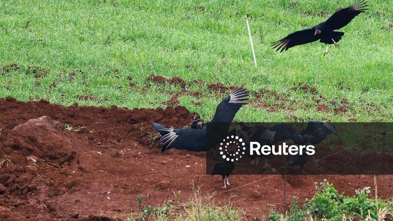 México passa a embargar apenas carne de aves de Santa Catarina por Doença de Newcastle