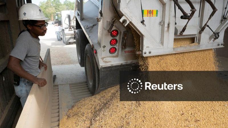 Milho e soja caem com avanço da colheita e expectativa por dados do USDA