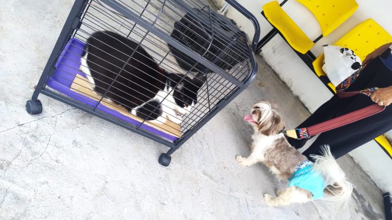 Prefeitura de Manaus divulga orientações para a vacinação adequada e segura de cães e gatos