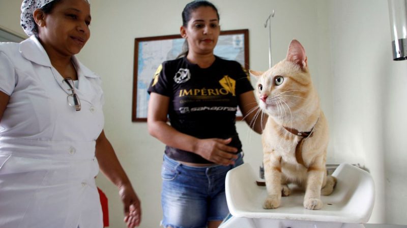 Prefeitura de Manaus abre agendamento on-line para castração de cães e gatos no castramóvel Caramelo