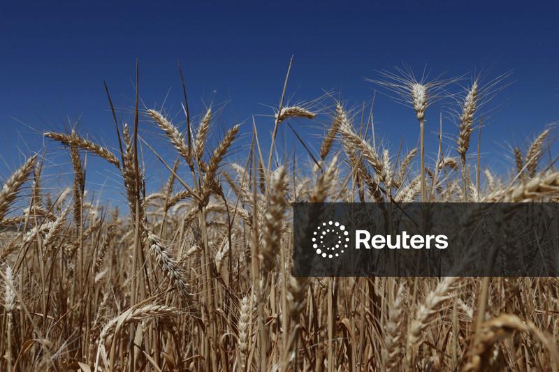Área de plantio de trigo na Ucrânia pode cair por dificuldade na exportação, diz governo