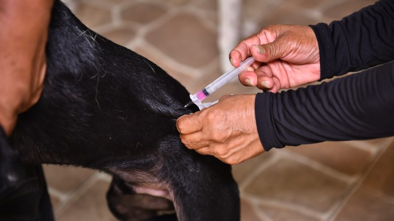 Campanha de vacinação antirrábica 2026 da prefeitura já atendeu 140 mil animais em Manaus e segue até 30 de novembro