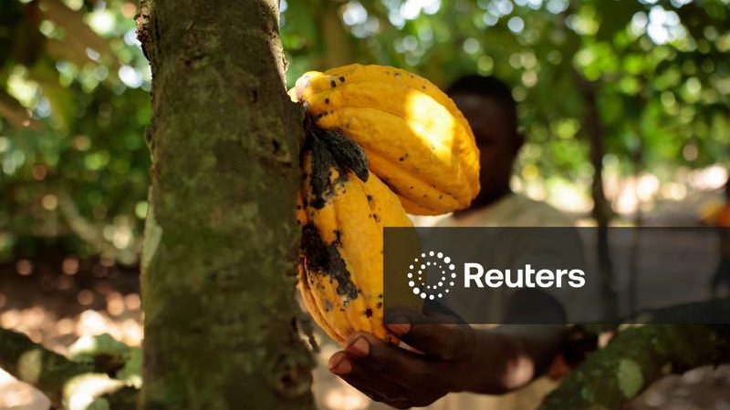 Recebimento de amêndoas de cacau pela indústria do Brasil sobe 25,3% em 2025/26, diz AIPC