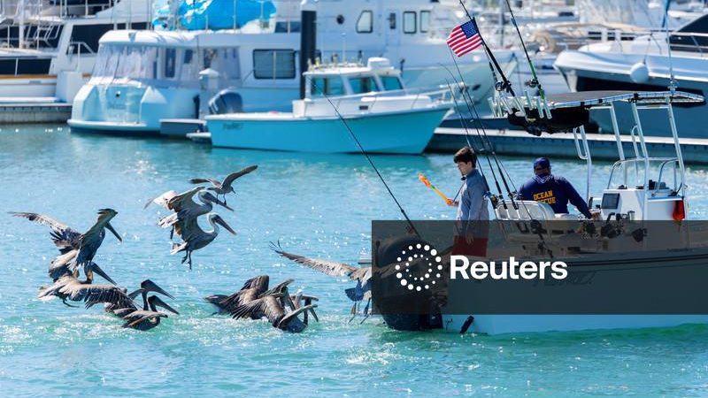 Espécies exóticas aparecem na costa da Califórnia graças a um El Niño excepcionalmente forte
