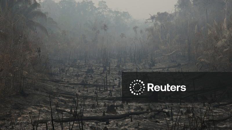 Países chegam a acordo na COP17 para medidas de biodiversidade, mas ainda falta dinheiro