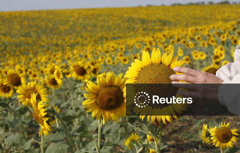 Rússia elevará exportação de óleo de girassol à China, guerra prejudica vendas à Índia