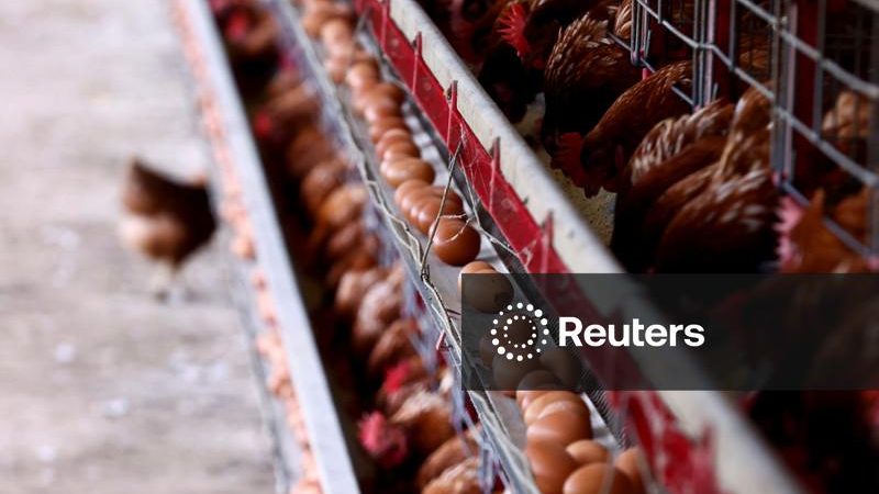 Produção de ração animal no Brasil cresceu 4,2% no 1º semestre, diz Sindirações