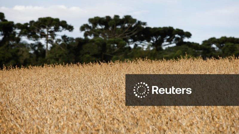Plantio de soja no Brasil vai a quase 20% da área, em ritmo recorde, diz Pátria