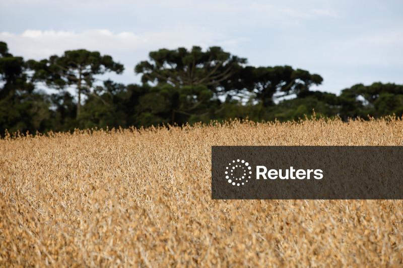 Plantio de soja no Brasil vai a quase 20% da área, em ritmo recorde, diz Pátria