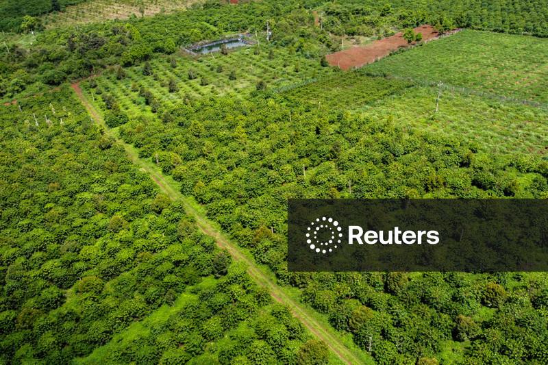 Produção de café do Vietnã deve ficar estável ante ciclo anterior; El Niño ameaça próxima safra