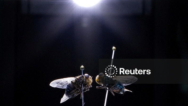 Departamento de Agricultura dos EUA confirma primeira detecção da mosca-da-bicheira do Novo Mundo em animal silvestre no país