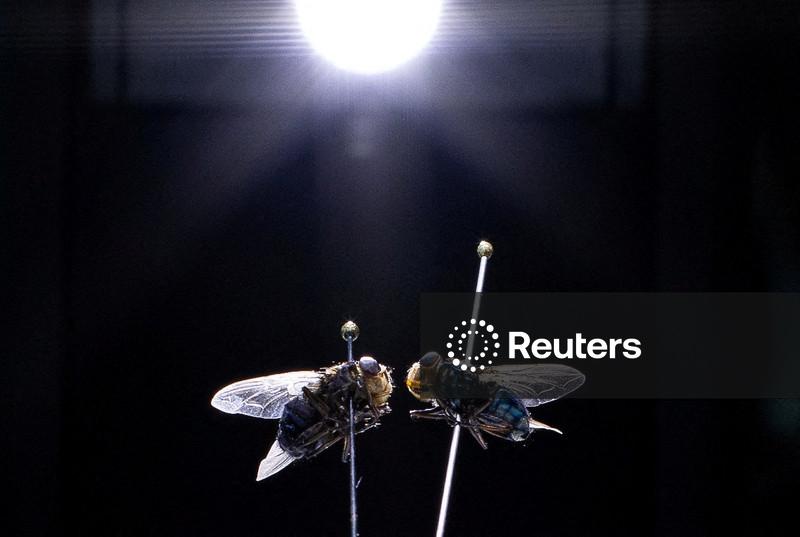 Departamento de Agricultura dos EUA confirma primeira detecção da mosca-da-bicheira do Novo Mundo em animal silvestre no país