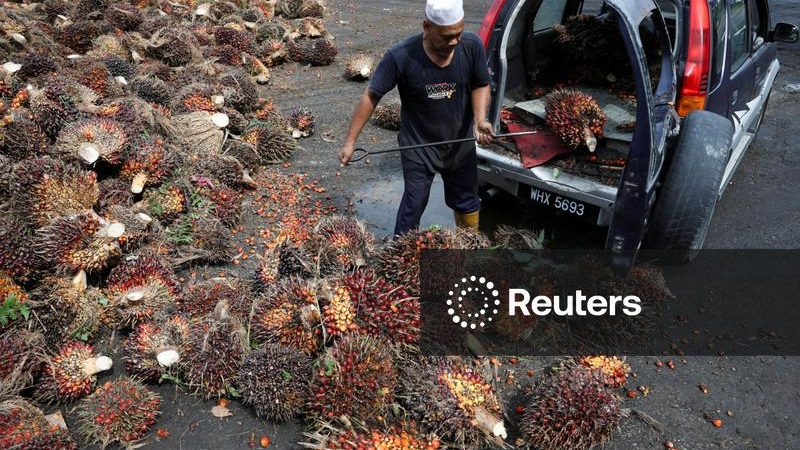 Chuvas oportunas amenizam impacto do El Niño na produção de óleo de palma da Malásia